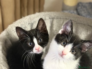 Domestic Shorthair cats - Advert 21