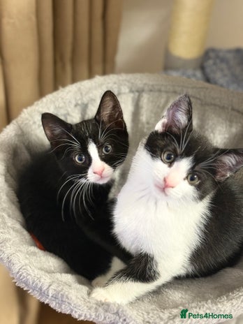 Domestic Shorthair cats - Advert 19