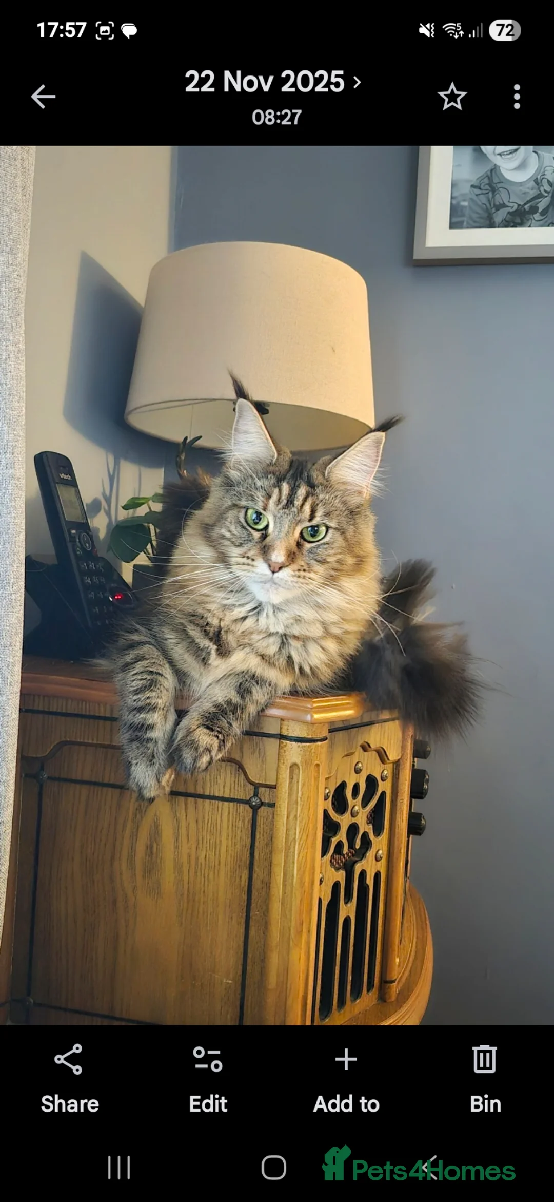 Maine Coon cats for sale: Stunning maine coon girl - Advert 2