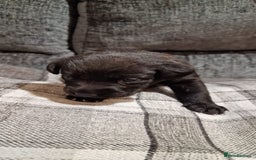 Labrador Retriever dogs for sale: KC Registered Black Lab (1 Girl, 1 boy remaining) - Image 18