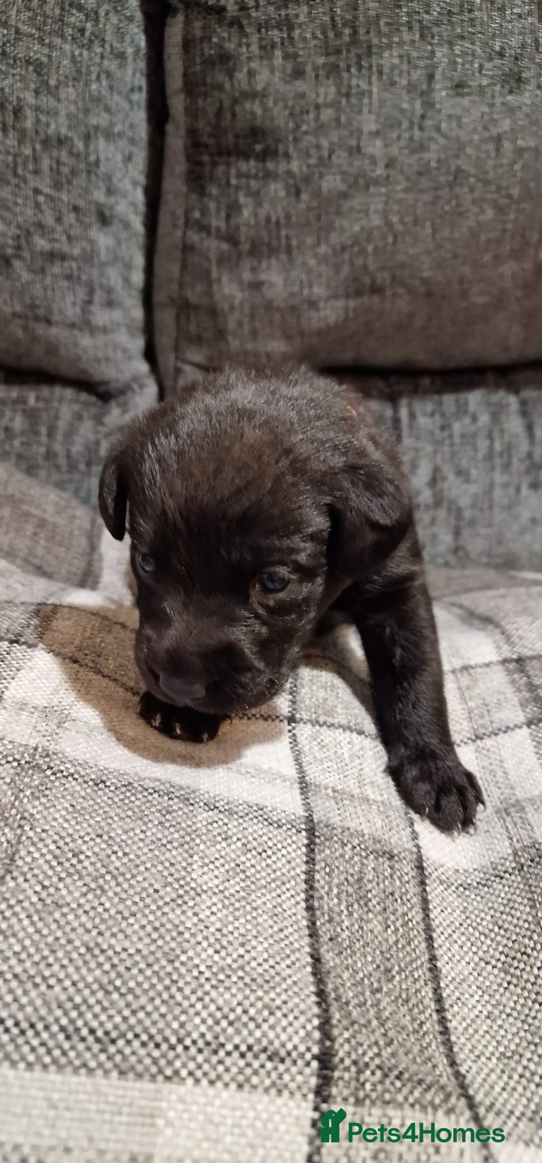 Labrador Retriever dogs for sale: KC Registered Black Lab (1 Girl, 1 boy remaining) - Image 18