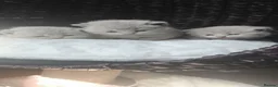 British Shorthair cats for sale: Chuncky breed GCCF Lilac British shorthair - Advert 6