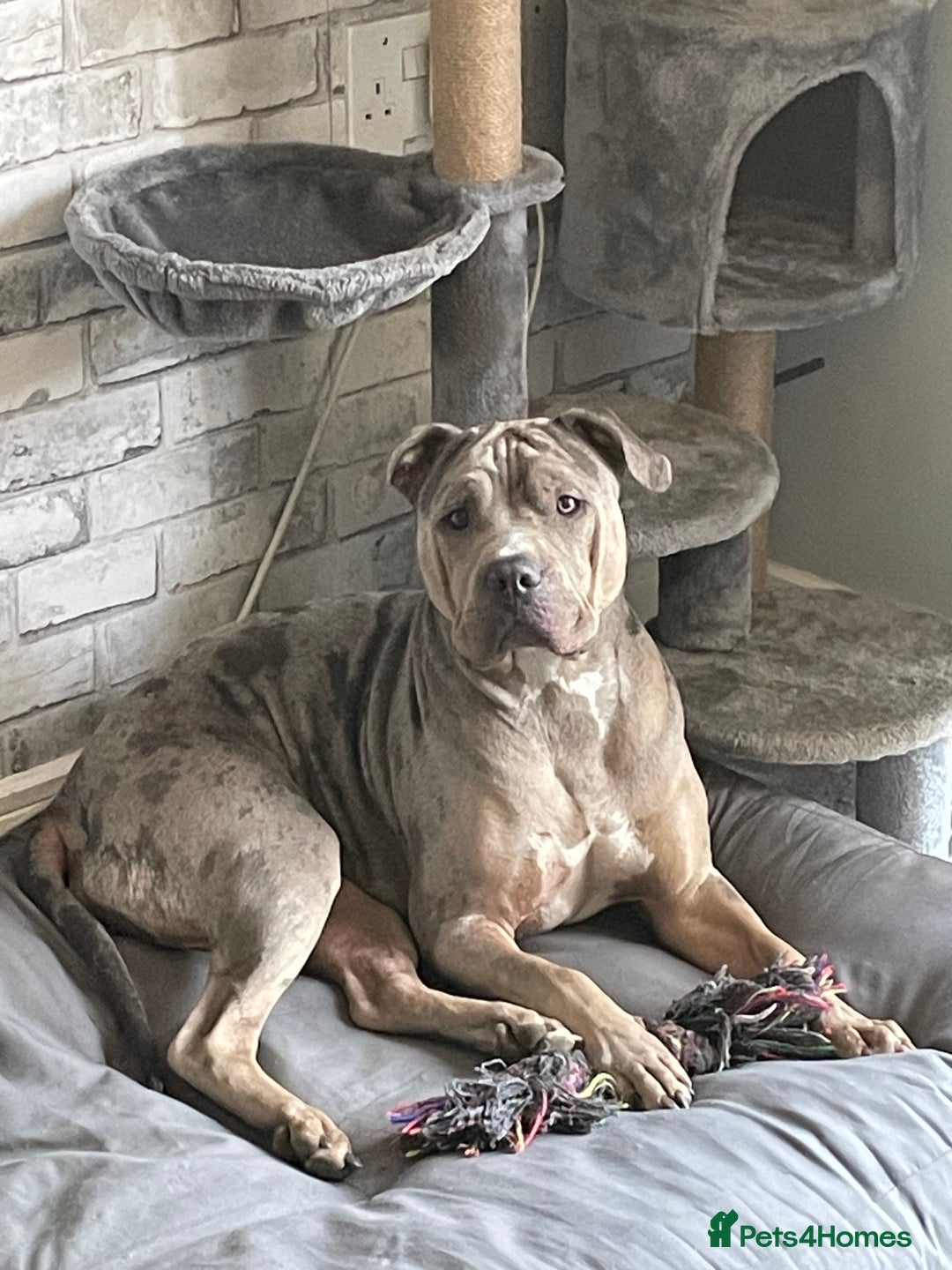 Mixed Breed dogs for sale: Bulldog - Image 1
