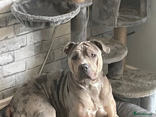 Mixed Breed dogs - Advert 7