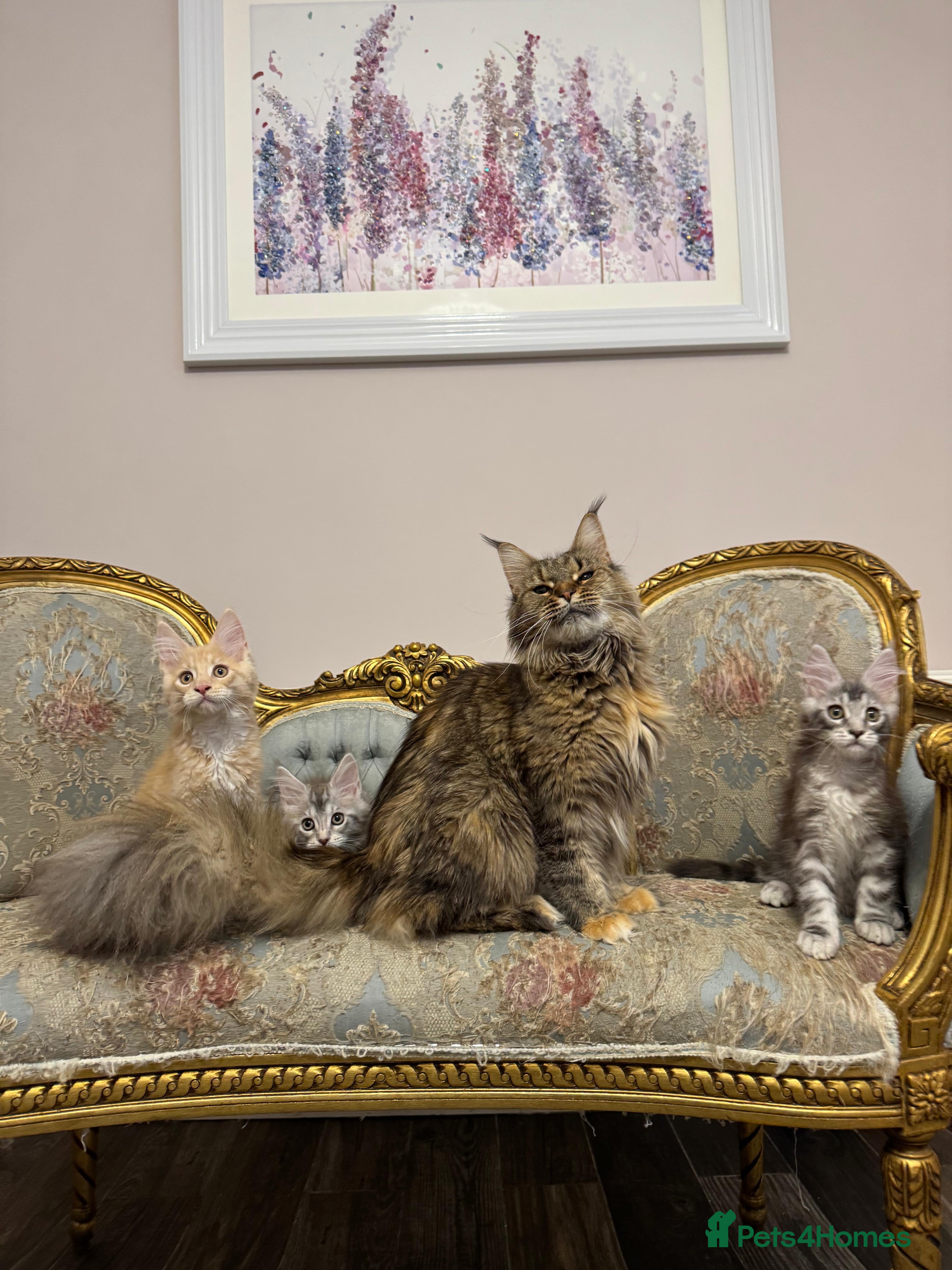 Maine Coon cats Maine Coon kittens  ** 🏆 - Advert 2