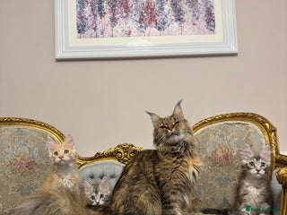 Maine Coon cats Maine Coon kittens ** 🏆 - Advert 2