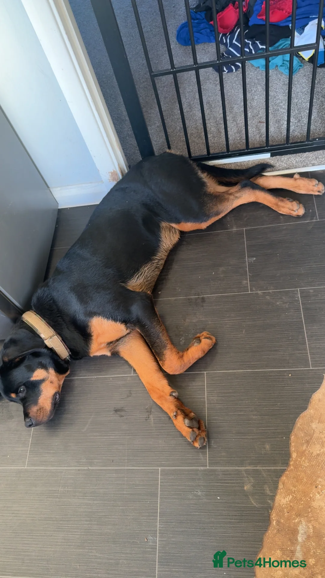 Rottweiler dogs for sale: Tank the Rottweiler  - Advert 2