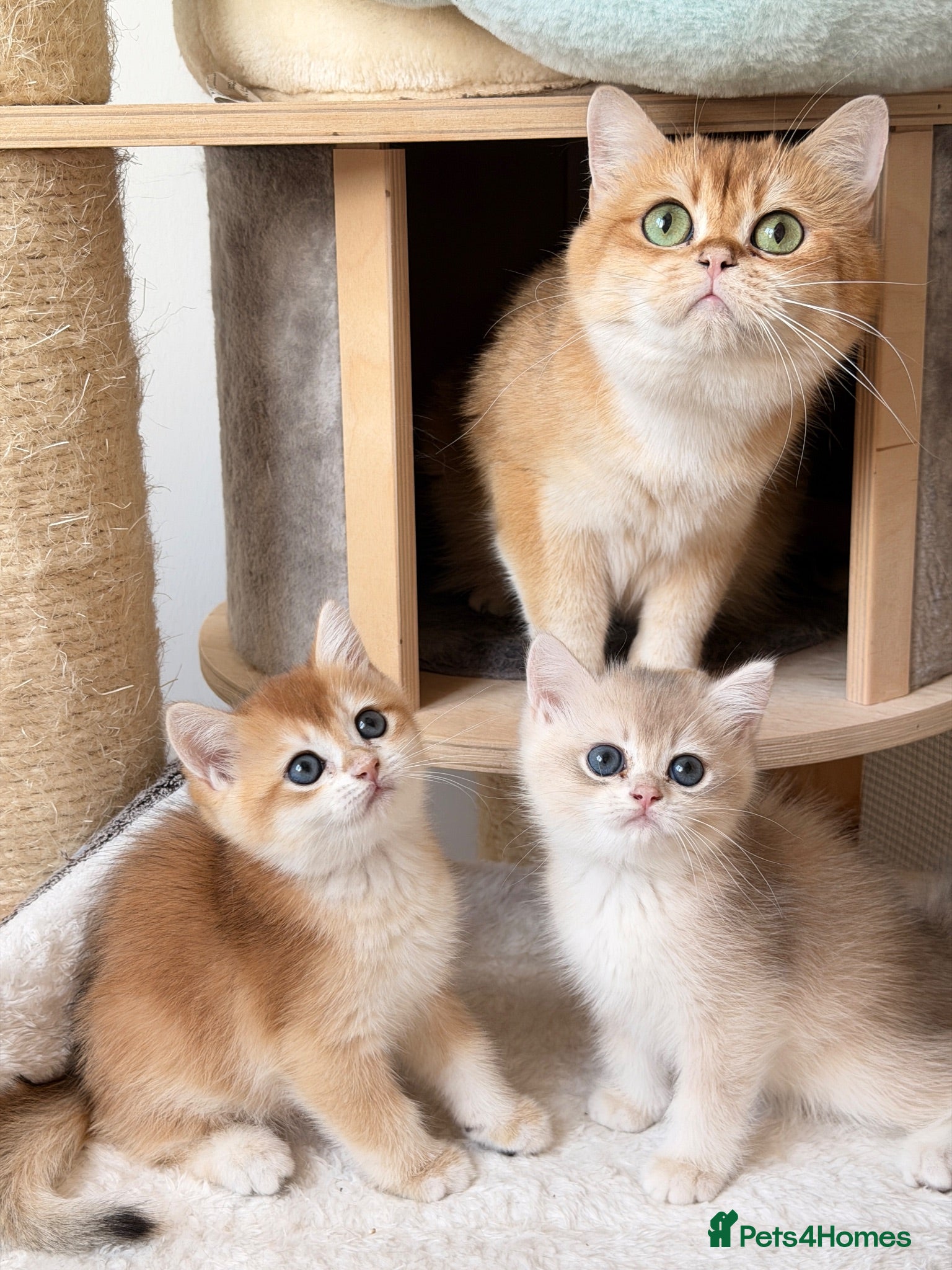 British Shorthair cats BSH Golden kittens Ecx show quality, Tica reg  - Advert 2