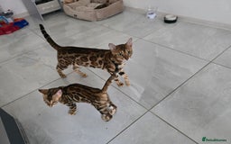 Bengal cats for sale: Stunning bengal kittens READY NOW - Image 8