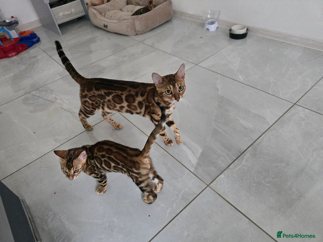 Bengal cats for sale: Stunning bengal kittens READY NOW - Image 8