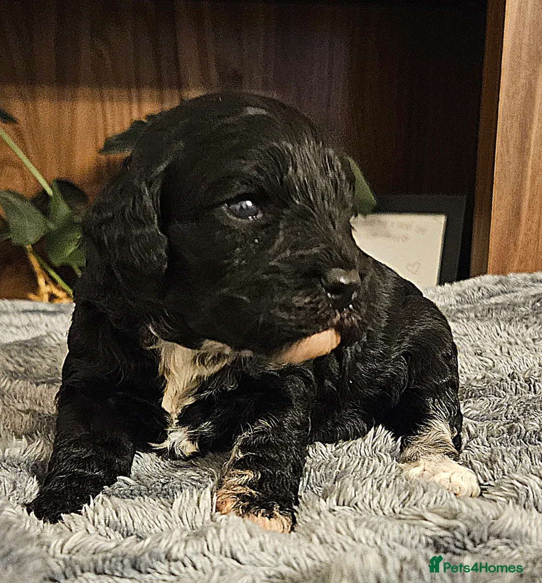 Cockapoo dogs for sale: Rare cockerpoos  - Advert 4