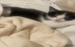 Mixed Breed cats for sale: Beautiful baby boy kitten - needs rehoming - Image 2