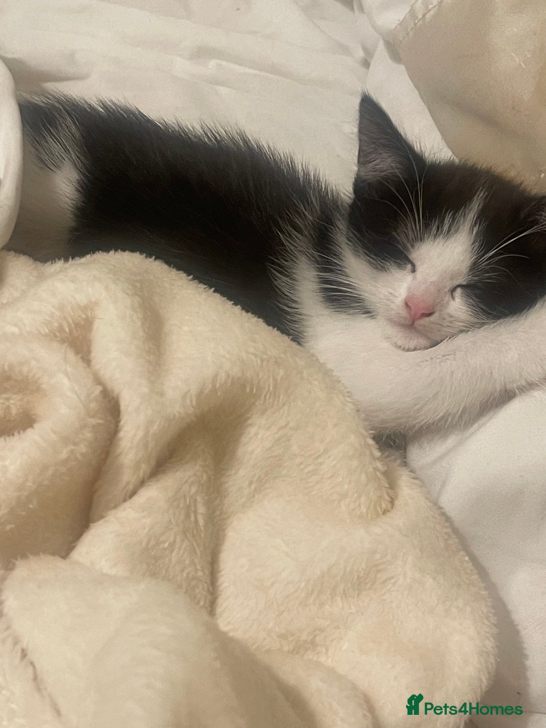 Mixed Breed cats for sale: Beautiful baby boy kitten - needs rehoming - Image 2