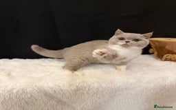 British Shorthair cats for sale: FULL PEDIGREE, REGISTERED BSH - Image 17
