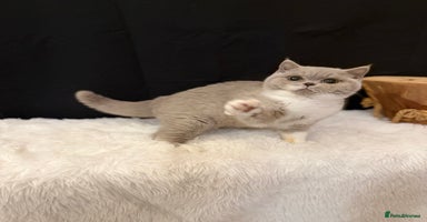 British Shorthair cats - Advert 14