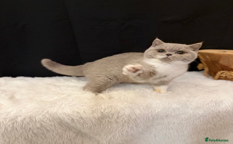 British Shorthair cats - Advert 12