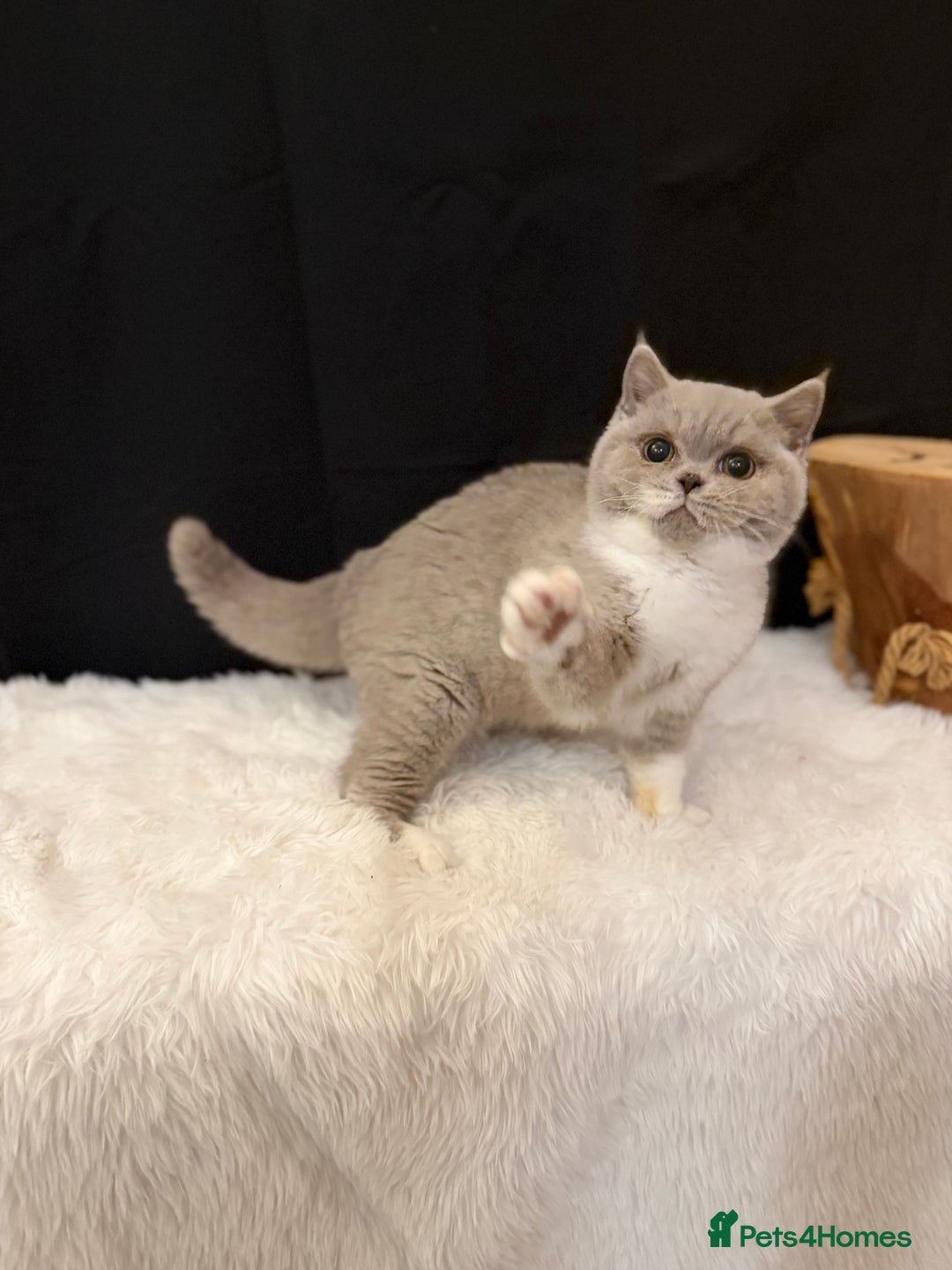 British Shorthair cats for sale: FULL PEDIGREE, REGISTERED BSH - Image 17