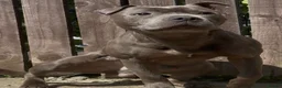 Staffordshire Bull Terrier dogs for stud: BULLET THE STAFFY - Advert 2