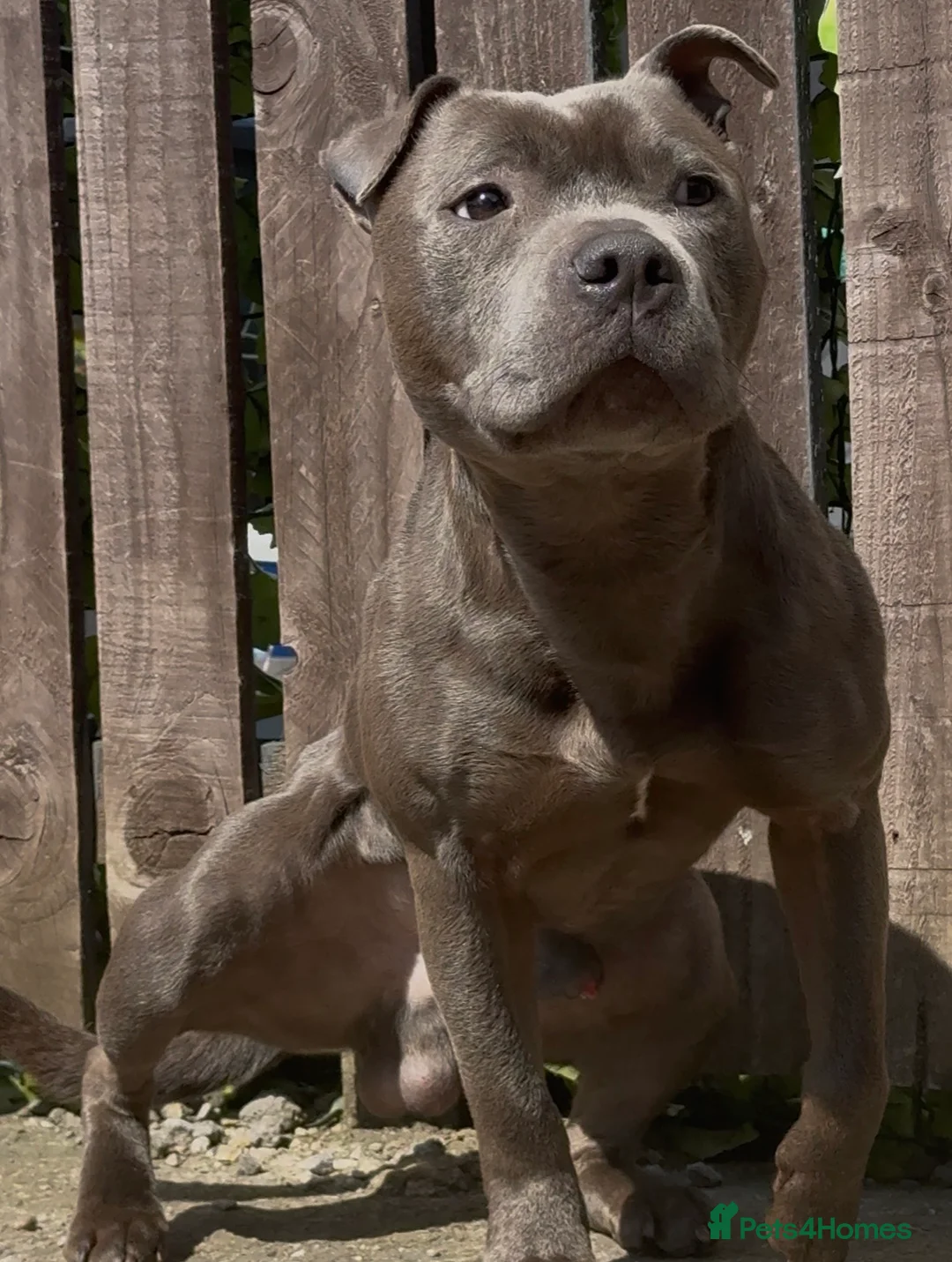 Staffordshire Bull Terrier dogs for stud: BULLET THE STAFFY - Advert 2
