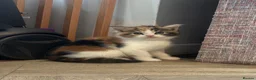 Maine Coon cats for sale: Beautiful Maine Coon Kittens in Uxbridge - Advert 2