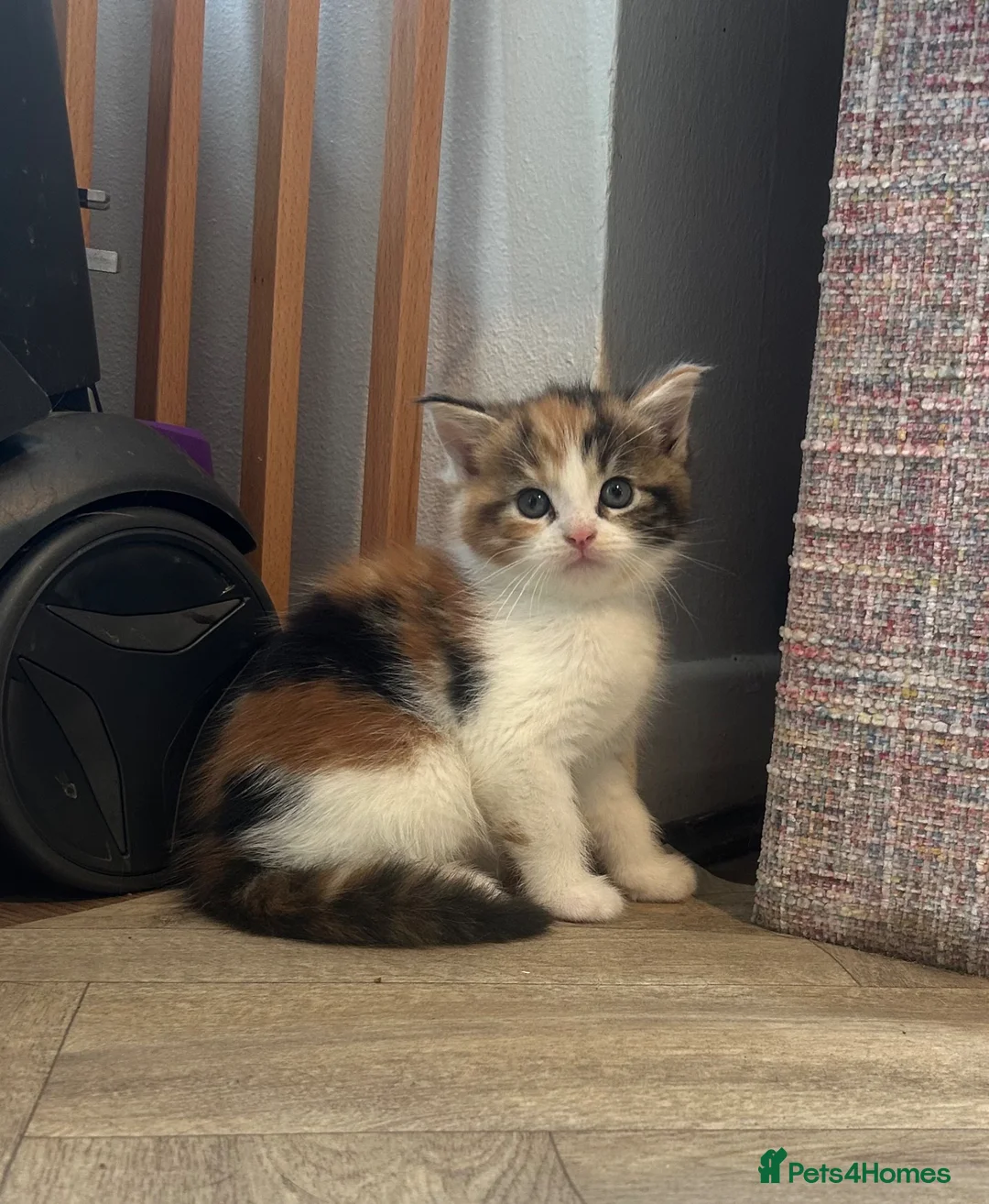 Maine Coon cats for sale: Beautiful Maine Coon Kittens in Uxbridge - Advert 2
