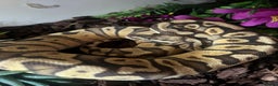 Python Snake reptiles for sale: Beautiful female ball python and set up  - Advert 1