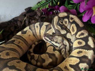Python Snake reptiles Beautiful female ball python and set up - Advert 1