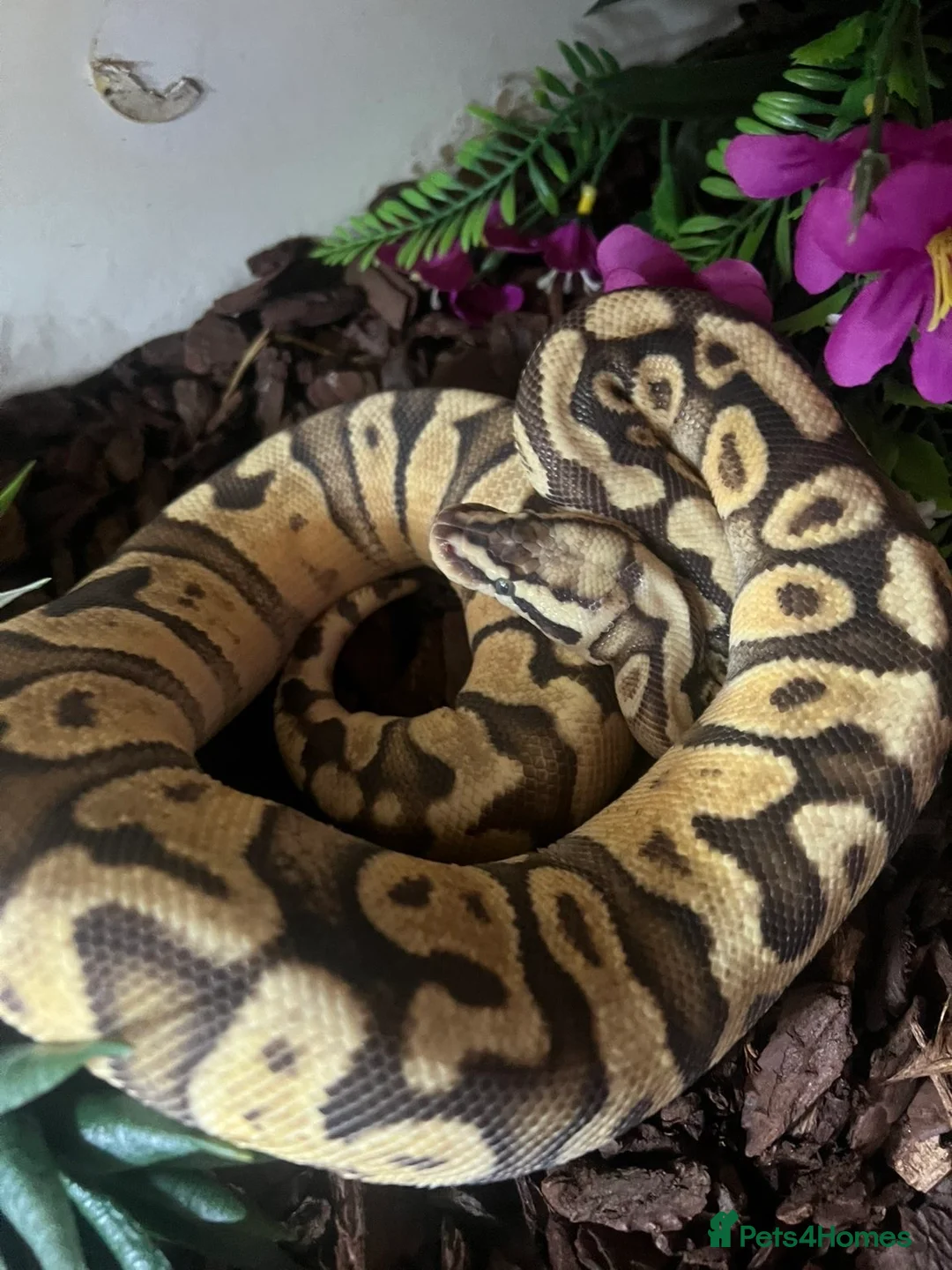 Python Snake reptiles for sale: Beautiful female ball python and set up  - Advert 1