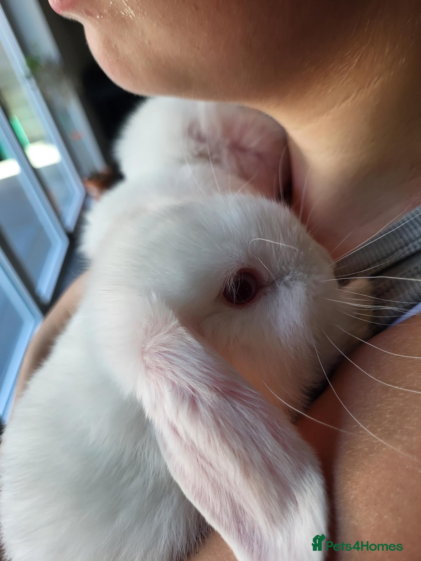 Mini Lop rabbits Mini Lop Bunnies ready for Leave female remaining  - Advert 1