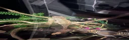 Gecko reptiles for sale: Male crested gecko - Advert 6