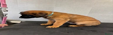 Belgian Shepherd Dog Puppy 1