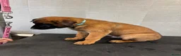 Belgian Shepherd Dog dogs for sale: *****Professionally Trained Boy & Girl Pups***** in Sutton Coldfield - Advert 21