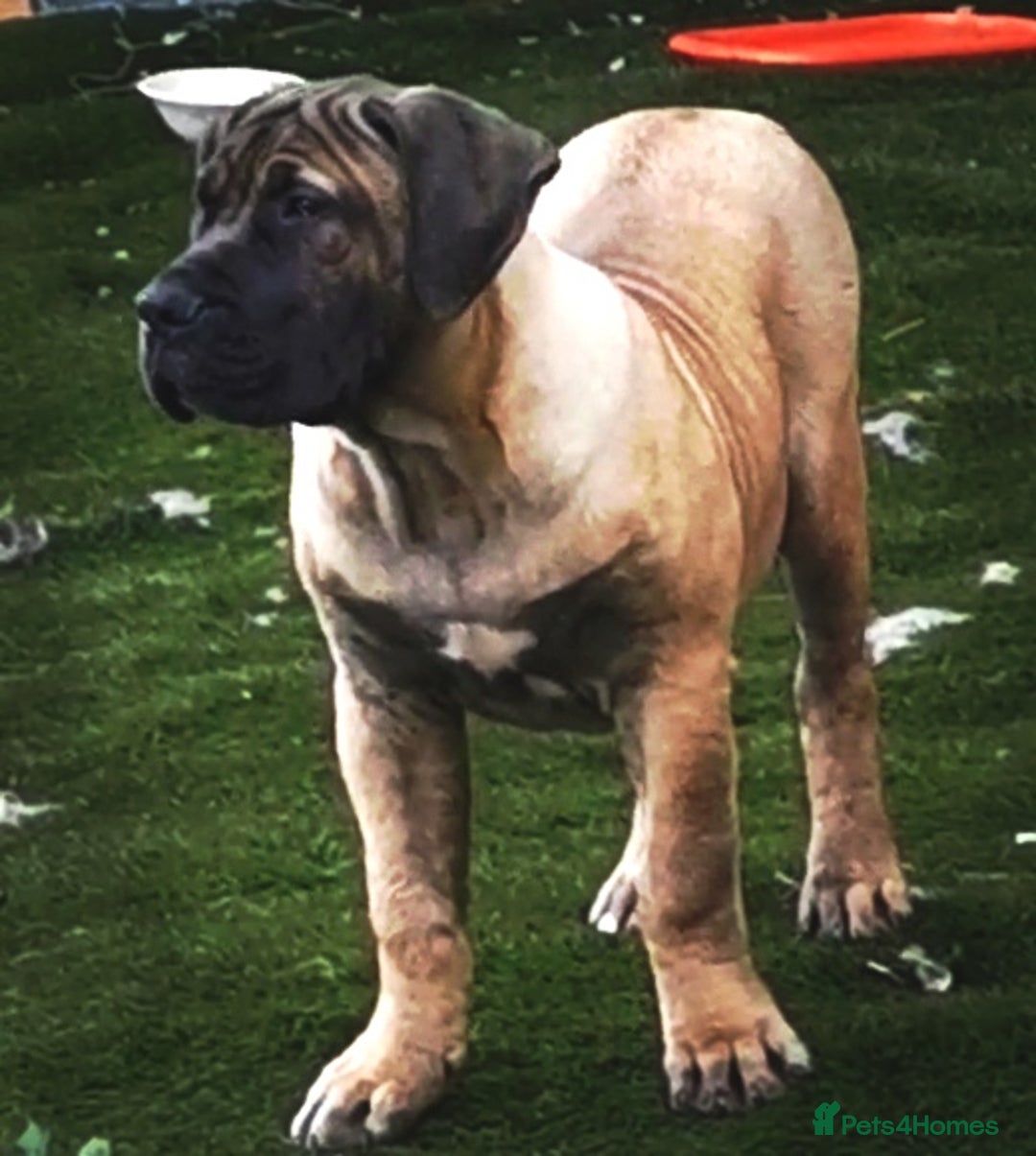 Presa Canario dogs for sale: Presa canario - Image 2