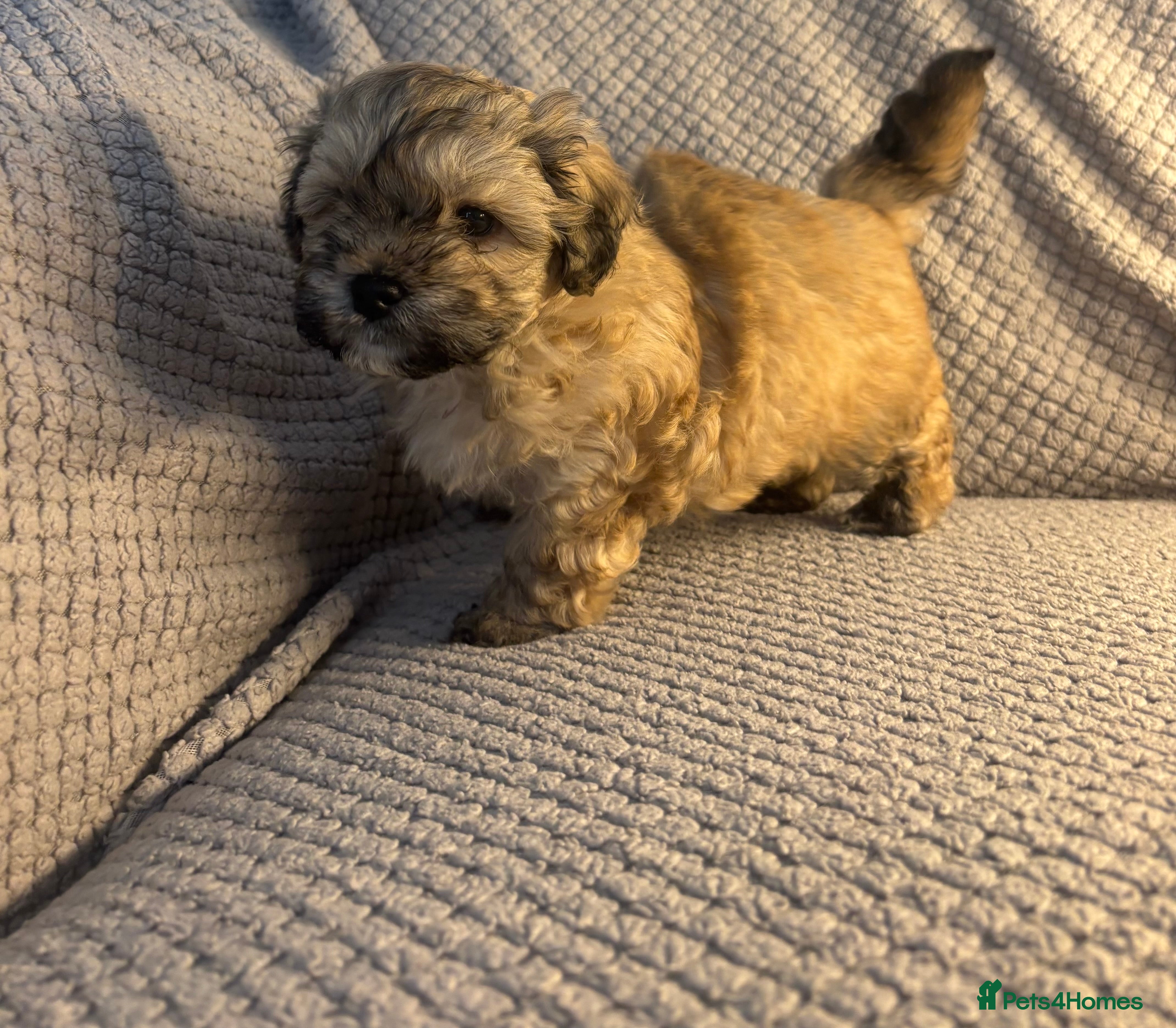 Maltipoo dogs MALTIPOO PUPPIES - Advert 1