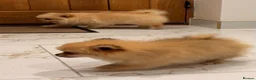 Pomeranian dogs for sale: 2 beautiful Pomeranian puppies - Advert 8