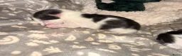 Bombay cats for sale: Beautiful tuxedo kittens  in Torquay - Advert 8