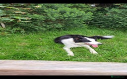 Border Collie dogs for sale: 2 handsome boy border collies - Image 2