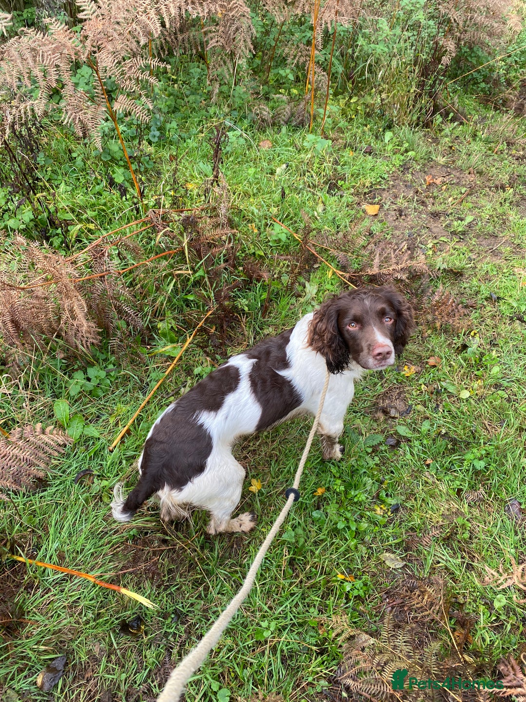English Springer Spaniel dogs for stud: Working Springer Bineswych Billy (Monty) for Stud - Advert 1
