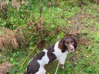 English Springer Spaniel dogs Working Springer Bineswych Billy (Monty) for Stud - Advert 11