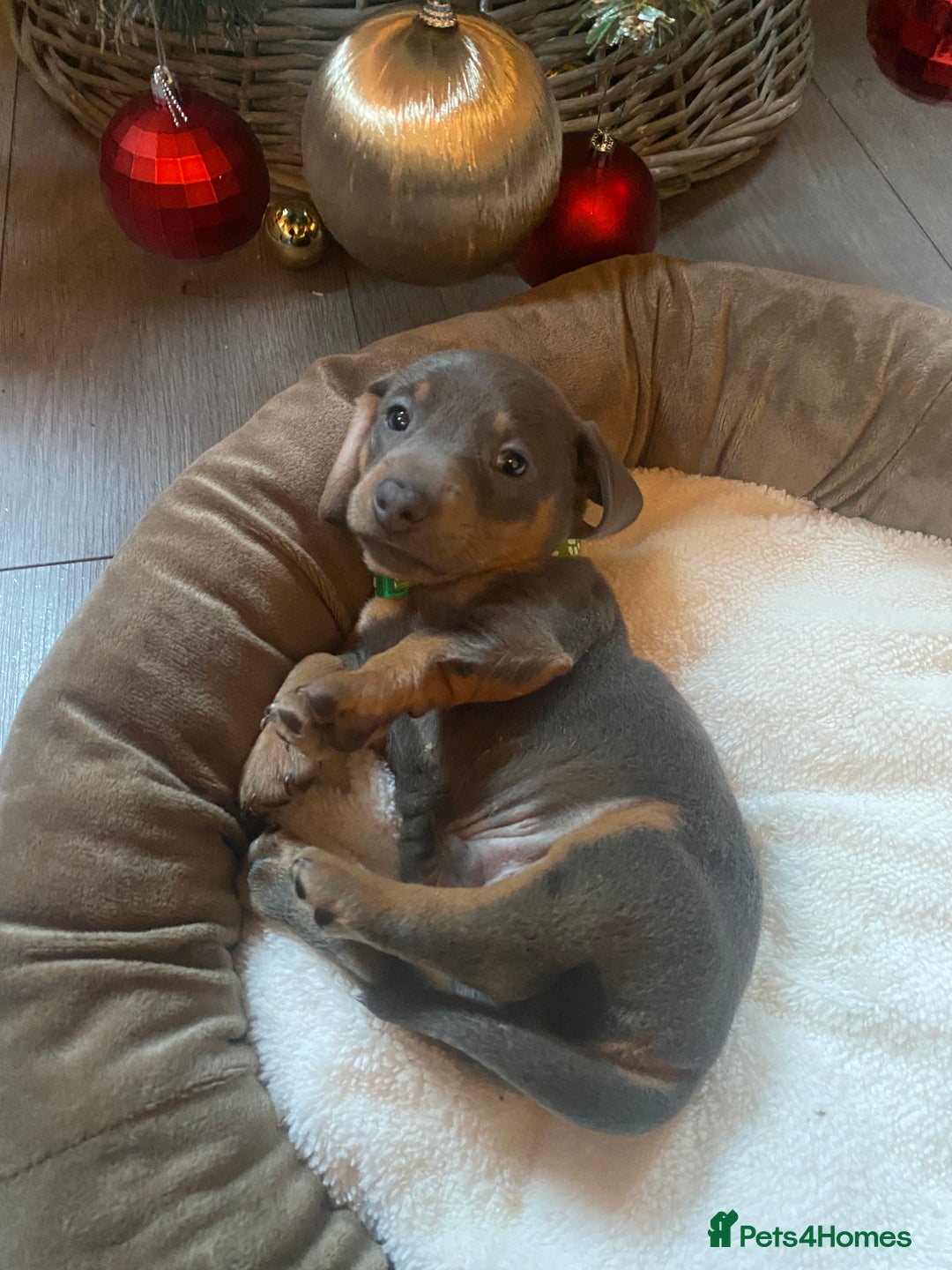 Miniature Dachshund dogs for sale: Miniature Dachshunds  - Advert 3