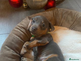 Miniature Dachshund dogs Miniature Dachshunds 2 boys ready now - Advert 5