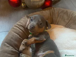 Miniature Dachshund dogs Miniature Dachshund last puppie 🏠 - Advert 4