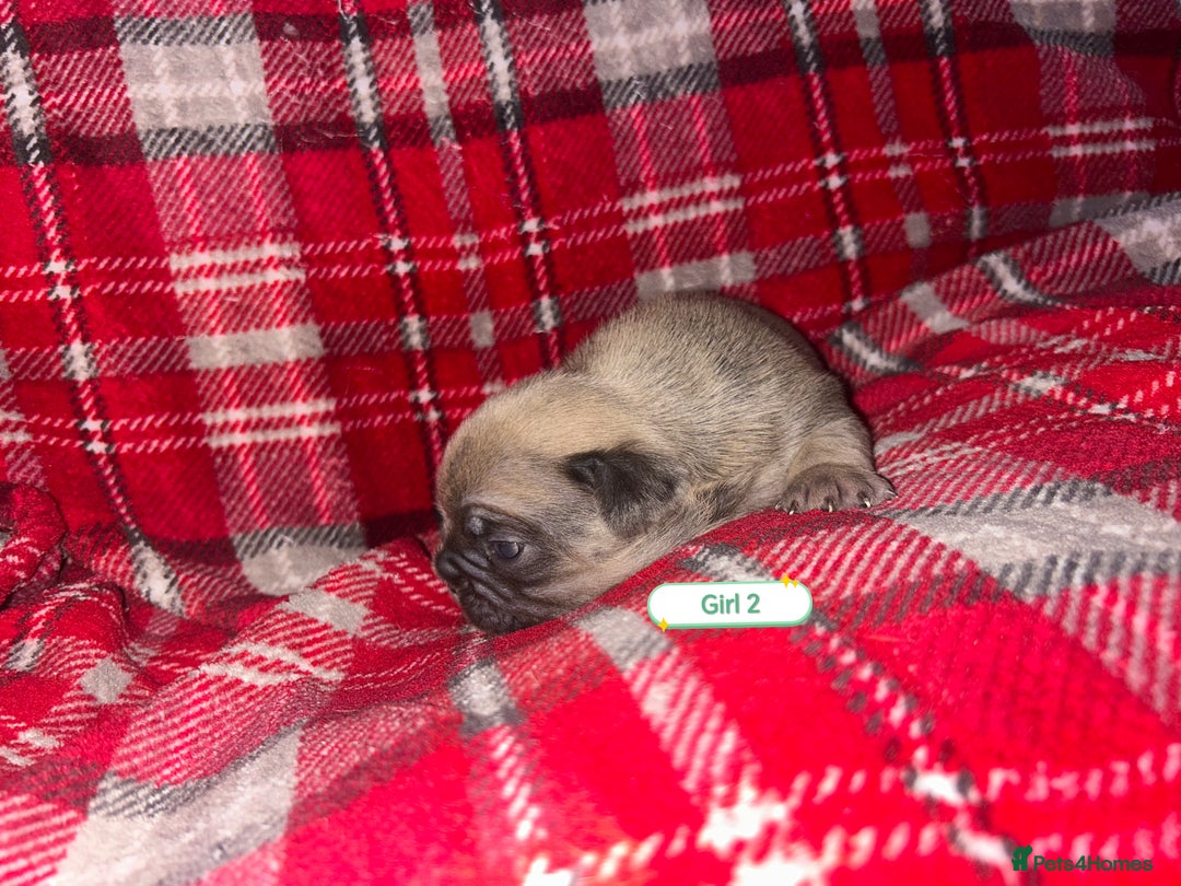 French Bulldog dogs for sale: 3 x Stunning French Bulldog Puppies  - Advert 5