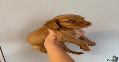 Cockapoo dogs - Advert 5