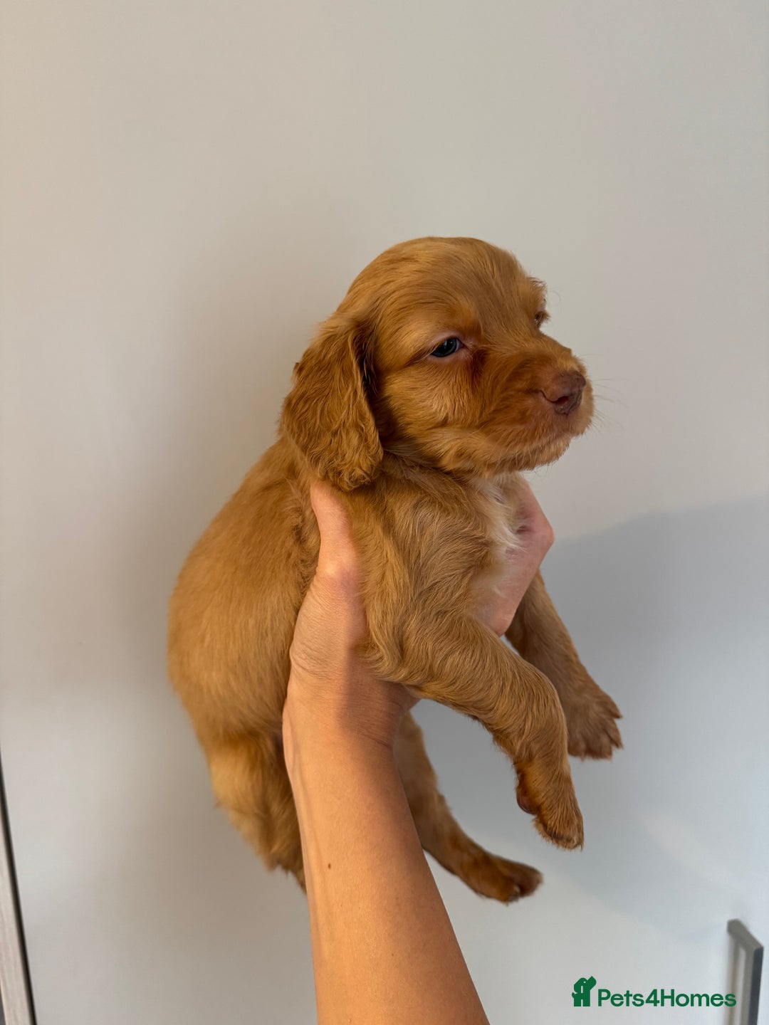 Cockapoo dogs for sale: Merle, Tri& Chocolate f2 Cockapoos (8boys 3girls!) - Image 4
