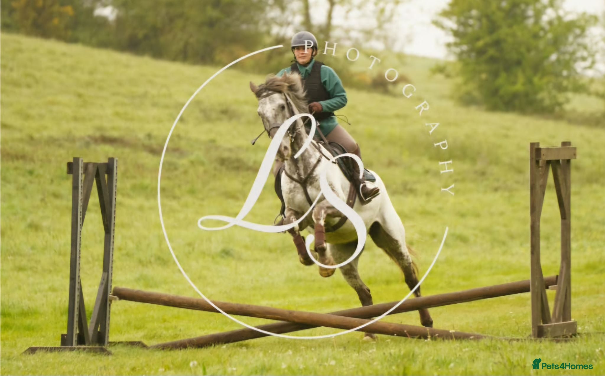 Appaloosa horses Knabstrupper x Appaloosa gelding  - Advert 2