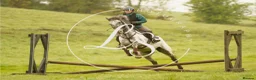 Appaloosa horses for sale: Knabstrupper x Appaloosa gelding  - Advert 2