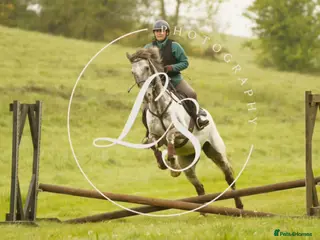 Appaloosa horses Knabstrupper x Appaloosa gelding - Advert 2