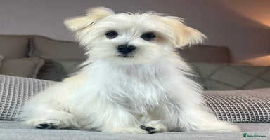 Maltese dogs - Advert 1