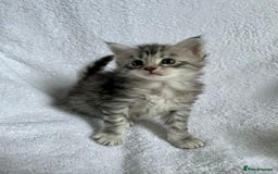 Maine Coon cats for sale: Mainecoon kittens Polydactyl/non polydactyl  - Image 5
